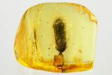 Detailed Fossil False Click Beetle (Throscidae) in Baltic Amber #372522-1